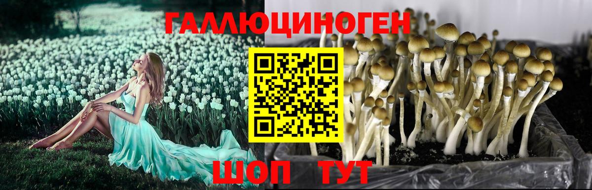 Галлюциногенные грибы прущие грибы  Вход с VPN  Дербент 